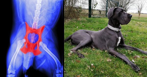 Dán dog - fokozottan veszélyeztetett fajta