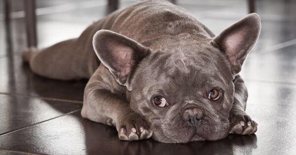 Francia bulldog