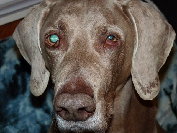 Horner szindrómás vizsla