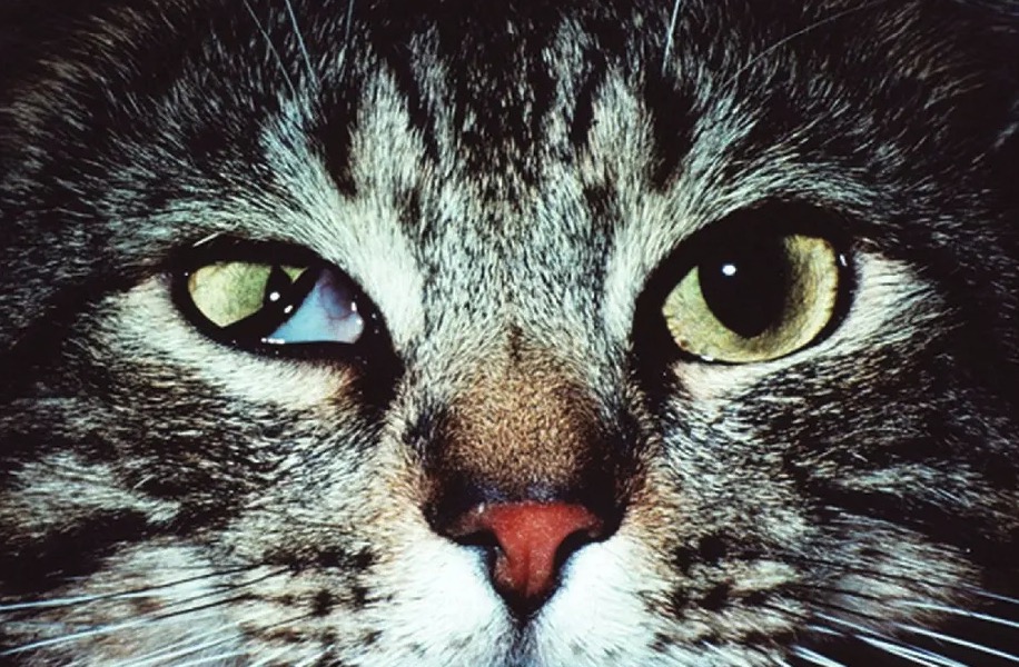 Horner szindróma cica szem esetében