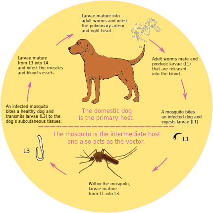A szívféreg (Dirofilaria immitis) életciklusának ábrája kutyákban és szúnyogokban.