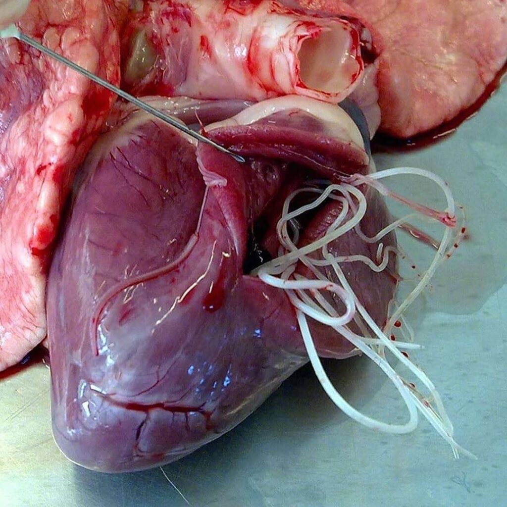 Szívférgek jelenléte a kutya szívében sebészeti beavatkozás során.