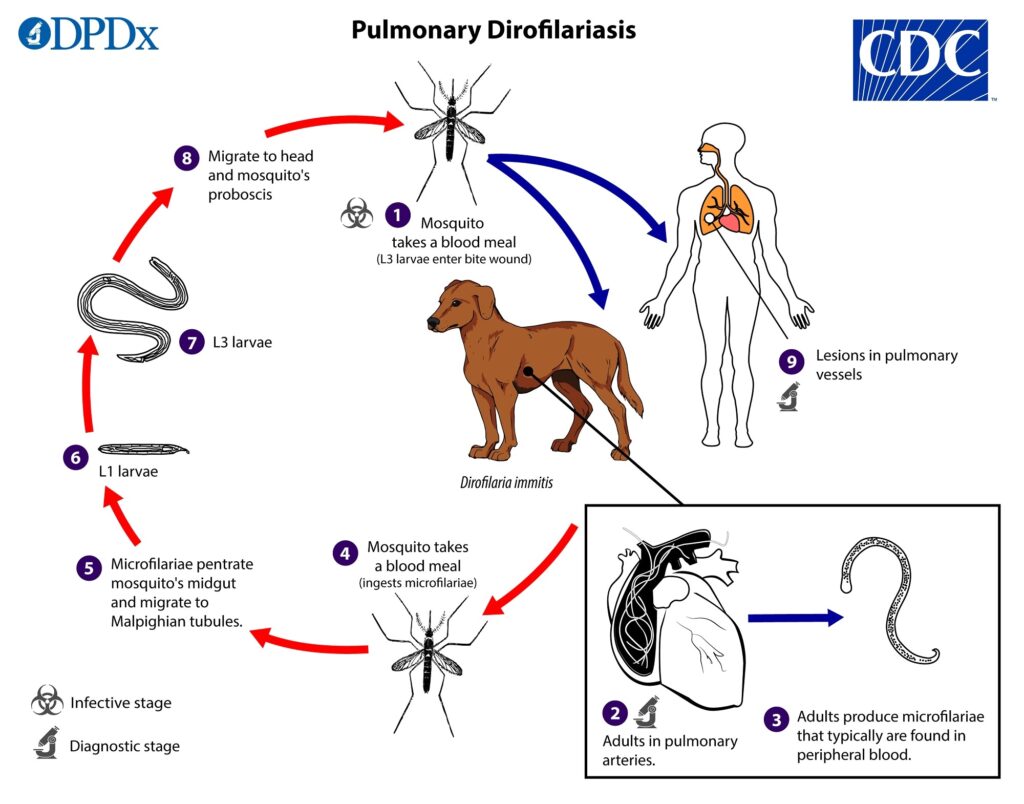 Pulmonalis dirofilariasis életciklusa ábra a CDC által